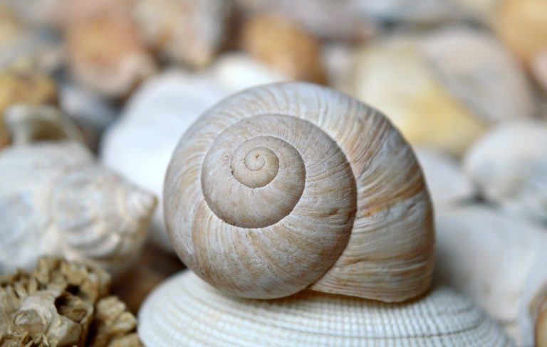 shellfish, mollusc, scallop, shell spiral, crustaceans, sleeve, nature, maritime, summer, vacation, to travel, texture, aquatic animals, coast, spiral, shell, hd background, sea animals, nature background, mussels, snail shells